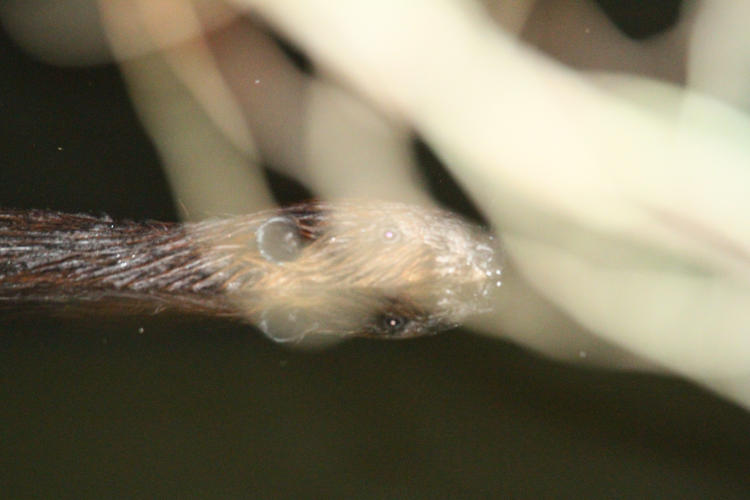 North American beaver Castor canadensis in water, partially obscured by flashlit branches