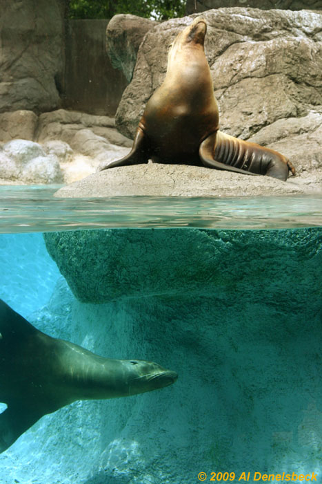 California sea lions Zalophus californianus at NC Zoological Park in Asheboro, NC