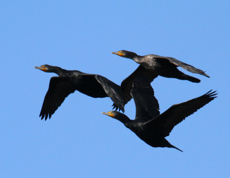 trio of double-crested cormorants Nannopterum auritum invading personal space