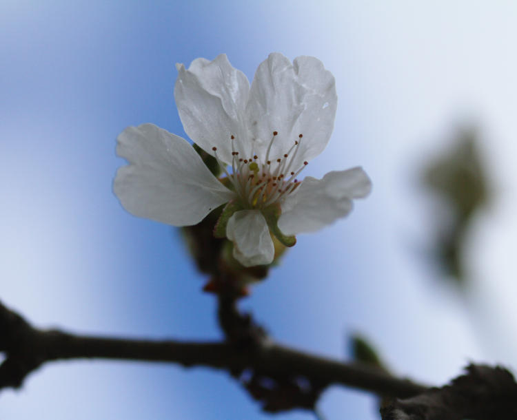 first blossom of Yoshino cherry tree