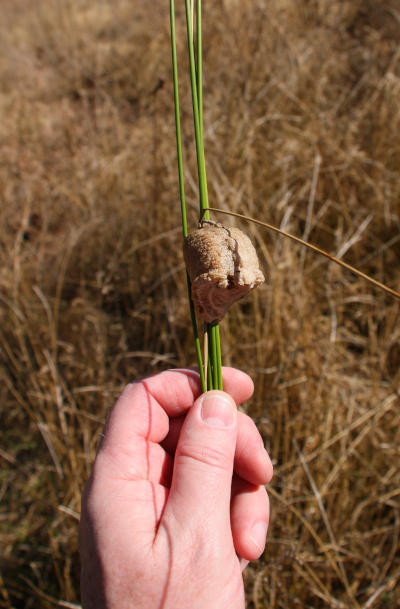 egg case ootheca of Chinese mantis Tenodera sinensis