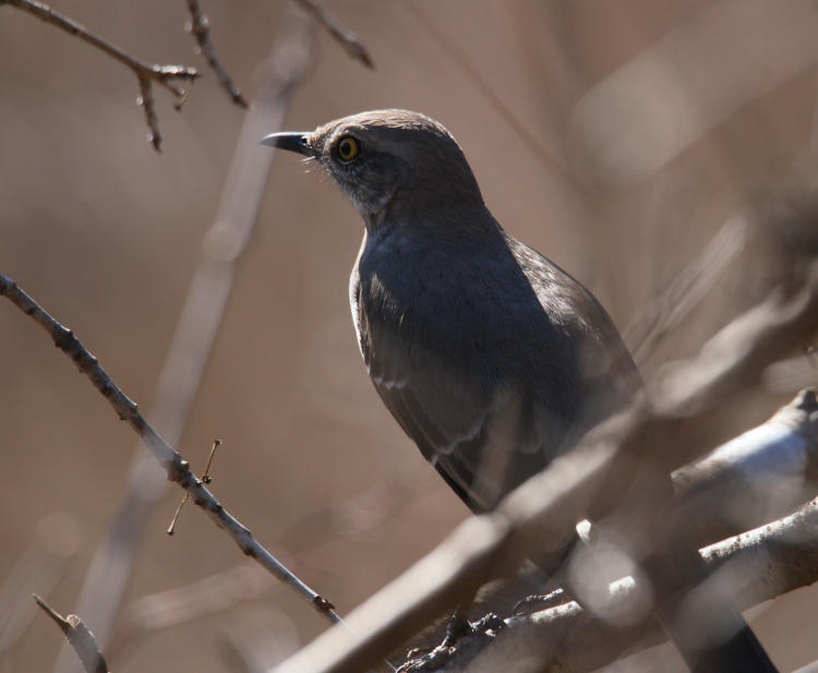 northern mockingbird Mimus polyglottos in woodpile