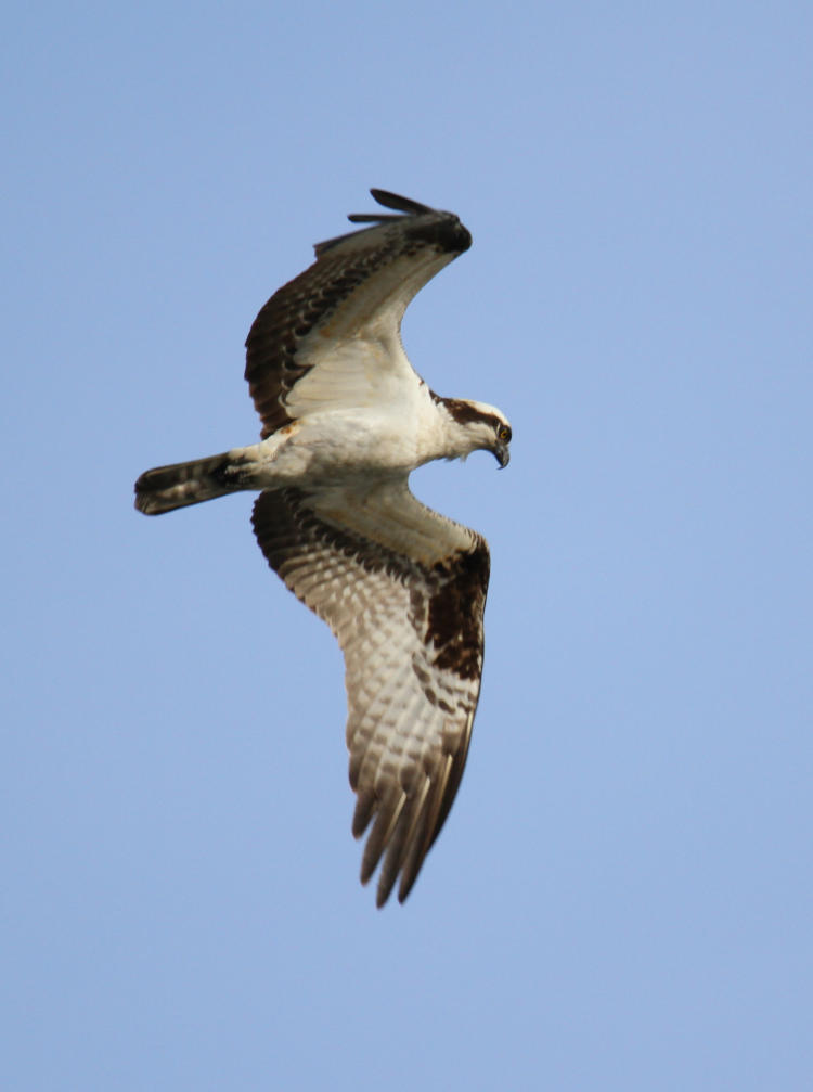 osprey Pandion haliaetus cruising overhead