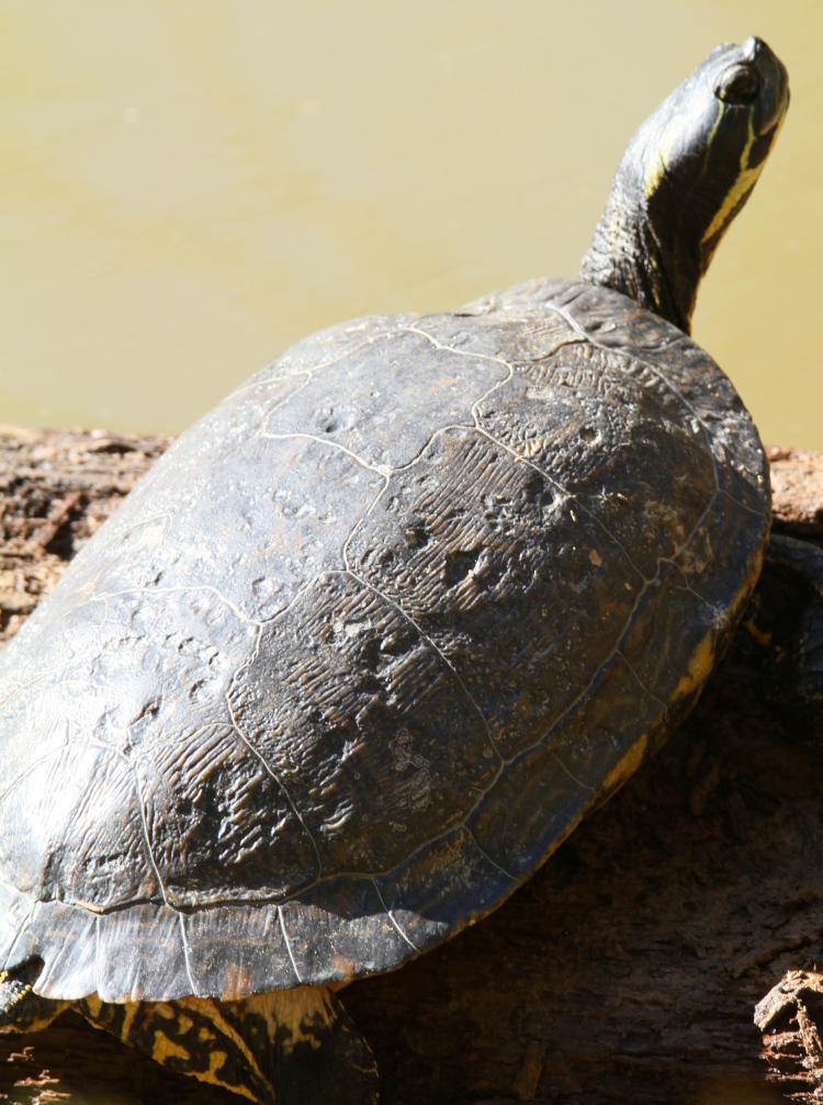 eastern river cooter Pseudemys concinna concinna showing heavily-weathered carapace