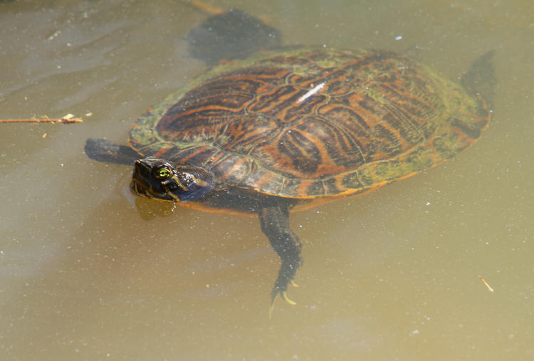 probably eastern river cooter Pseudemys concinna concinna showing colors under surface