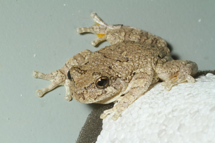 adult Copes grey treefrog Hyla chrysoscelis perched on wall