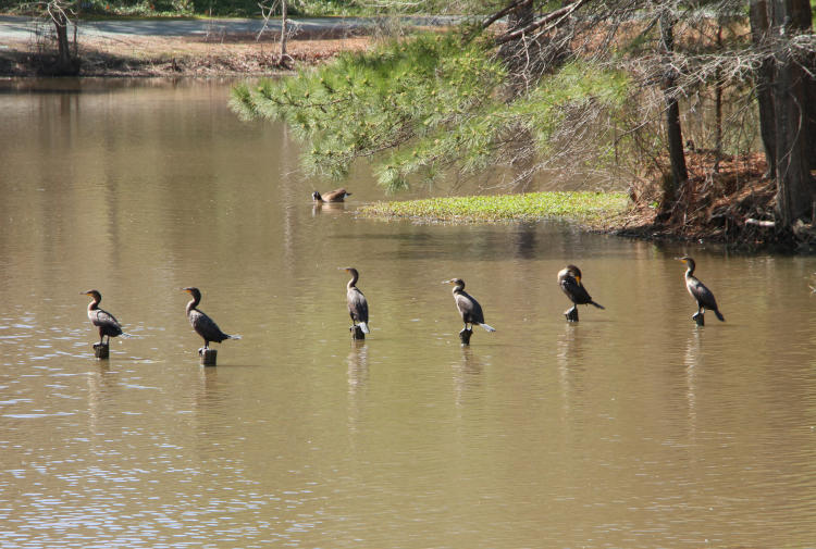 six female double-crested cormorants Nannopterum auritum poised on pilings