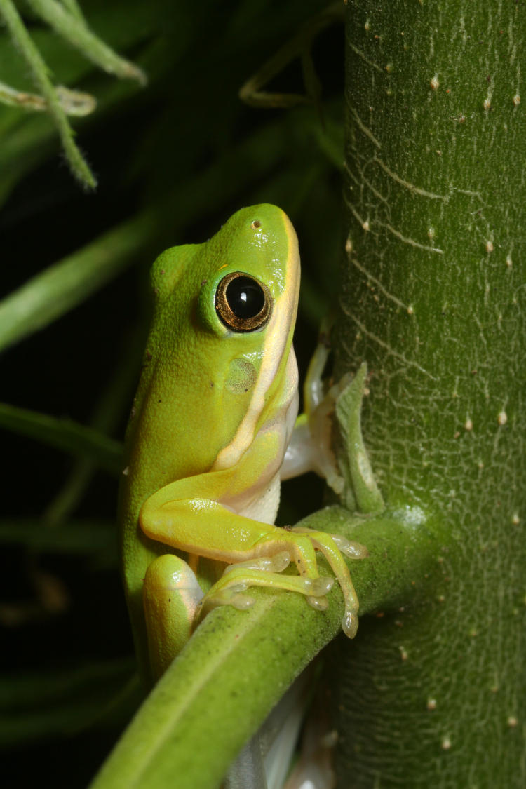 juvenile green treefrog Hyla cinerea perched on trumpet flower Brugmansia