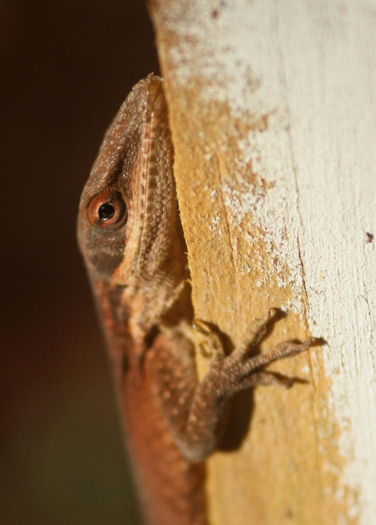 adult Carolina anole Anolis carolinensis remaining motionless on scrap wood