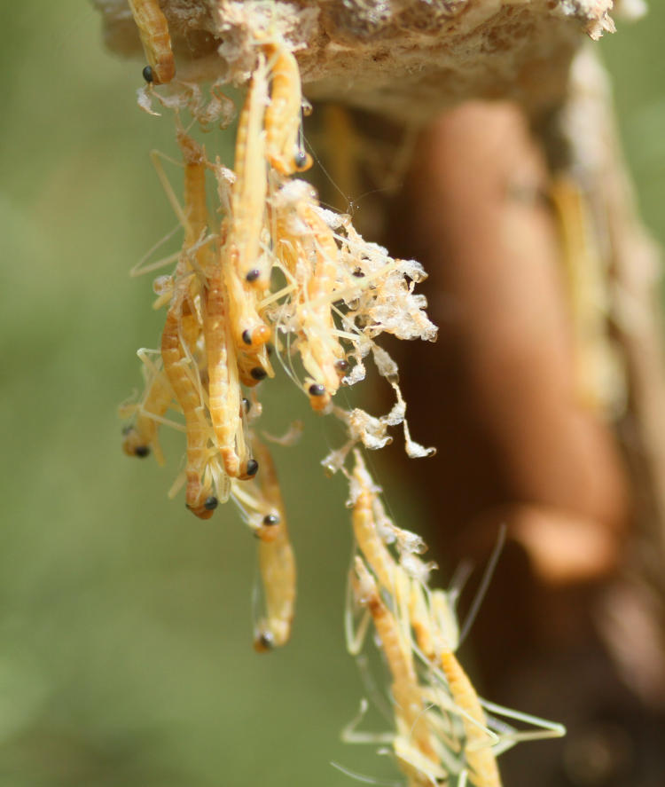 newborn Chinese mantids Tenodera sinensis starting to become mobile