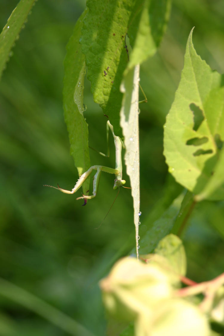 Chinese mantis Tenodera sinensis dangling from underside of leaf