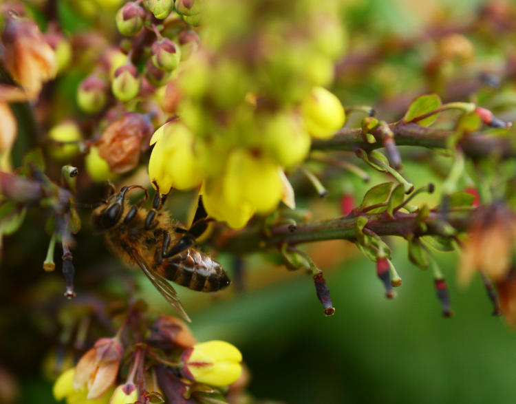 European honeybee Apis mellifera visiting flower of Chinese grape holly Mahonia lomariifolia in early February