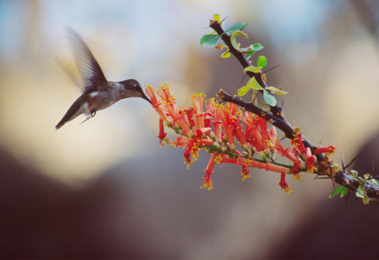 female ruby-throated hummingbird Archilochus colubris at flowers within NC Zoological Park