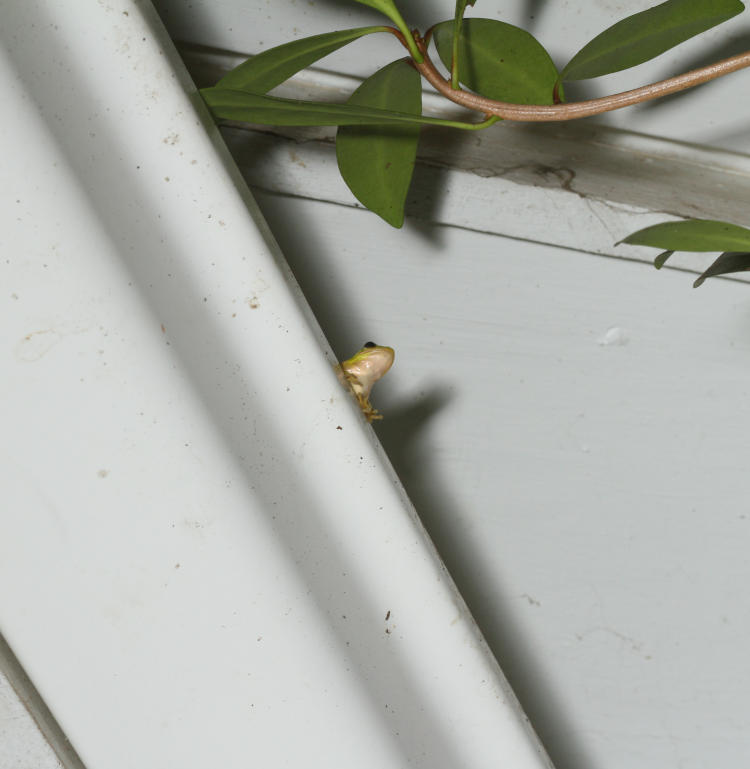 juvenile green treefrog Hyla cinerea perched on overhead rain gutter