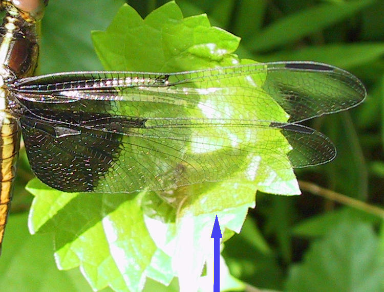 shadow of dragonfly wing reducing infra-red reflection