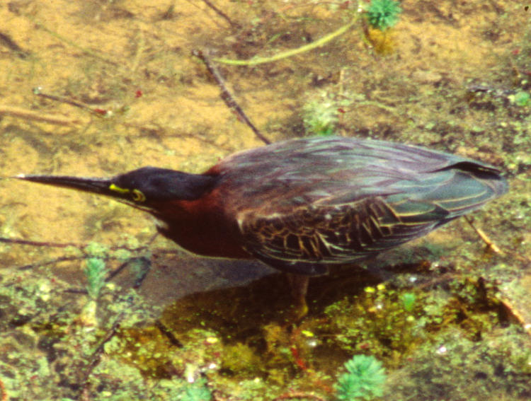 green heron Butorides virescens in closer crop