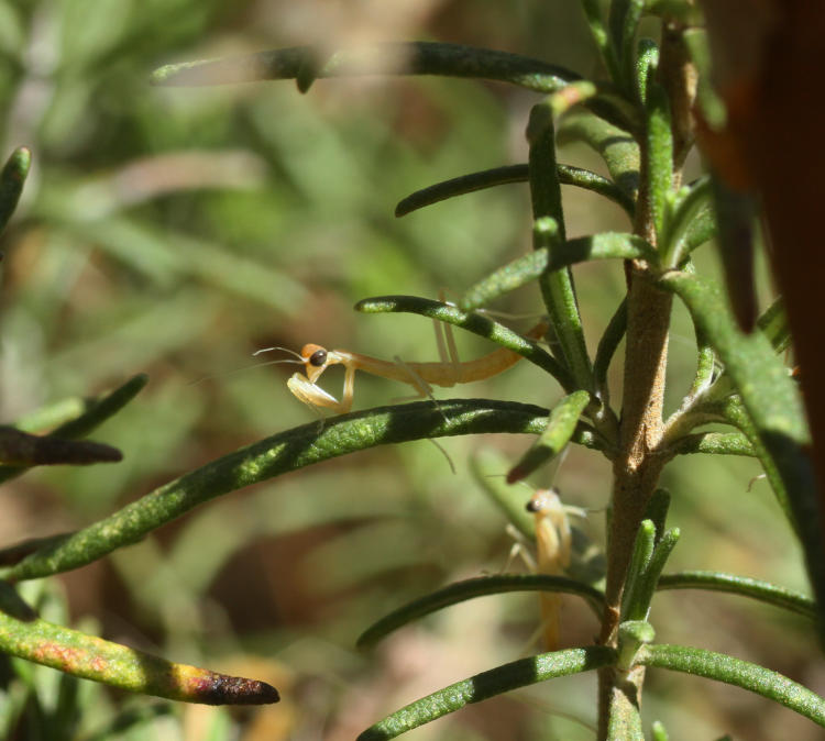 newborn Chinese mantids Tenodera sinensis dispersing among rosemary