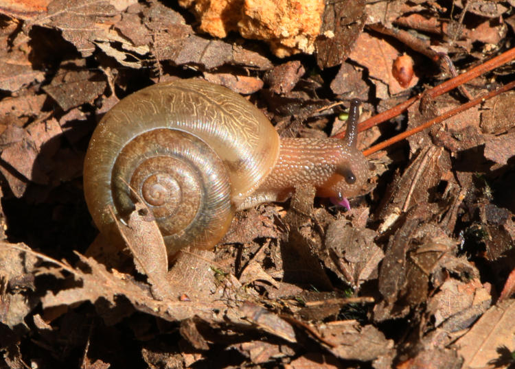 unidentified snail feeding on old flower petal