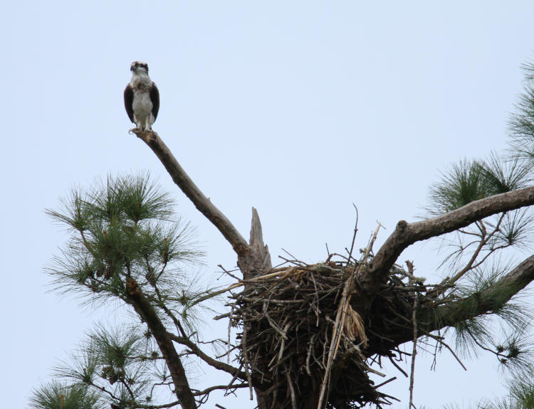 osprey Pandion haliaetus perched above nest