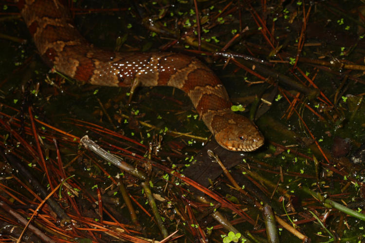 northern water snake Nerodia sipedon sipedon at water's edge