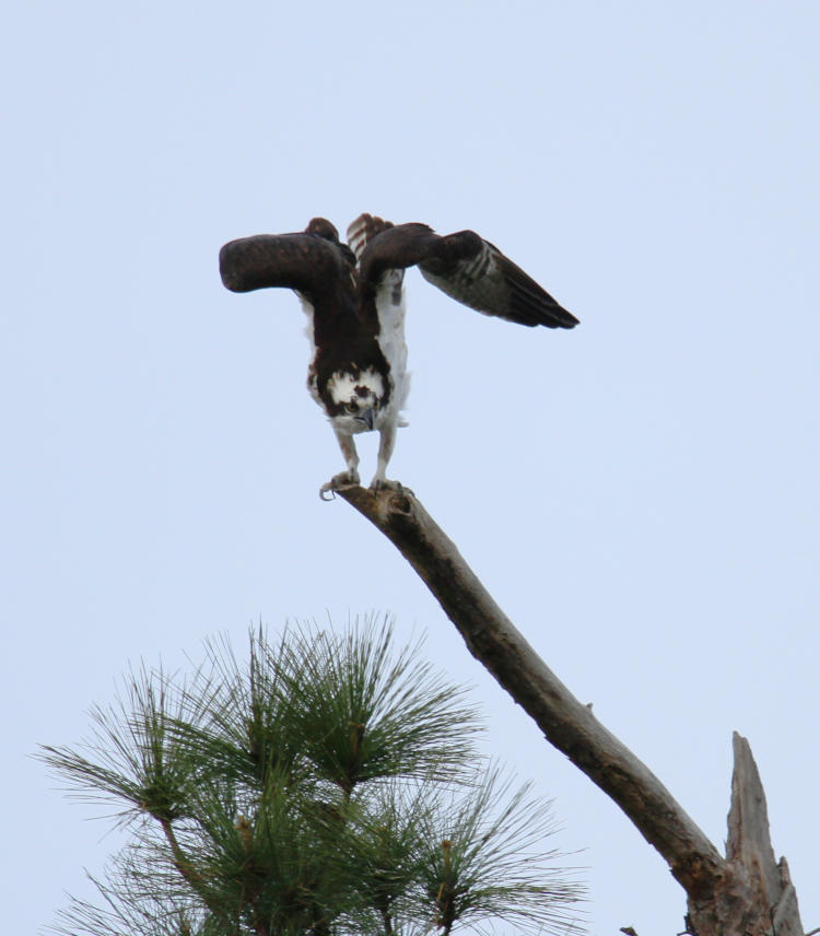 osprey Pandion haliaetus stretching above nest