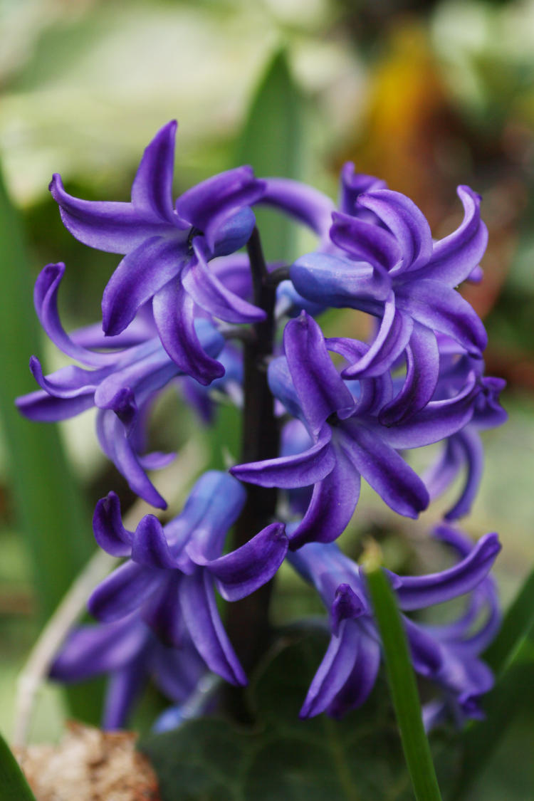 purple hyacinth flowers