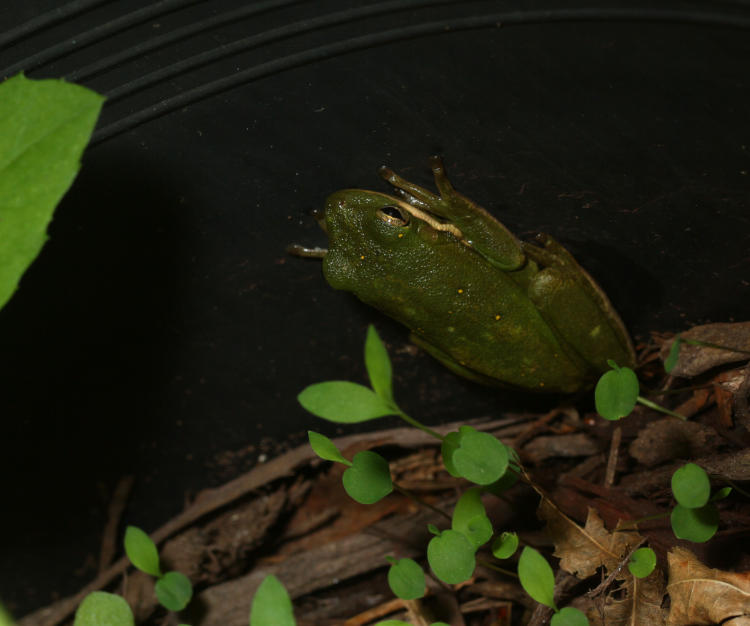 green treefrog Hyla cinerea relocated to greenhouse