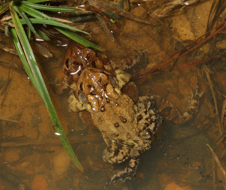 pair of American toads Anaxyrus americanus in amplexus within water