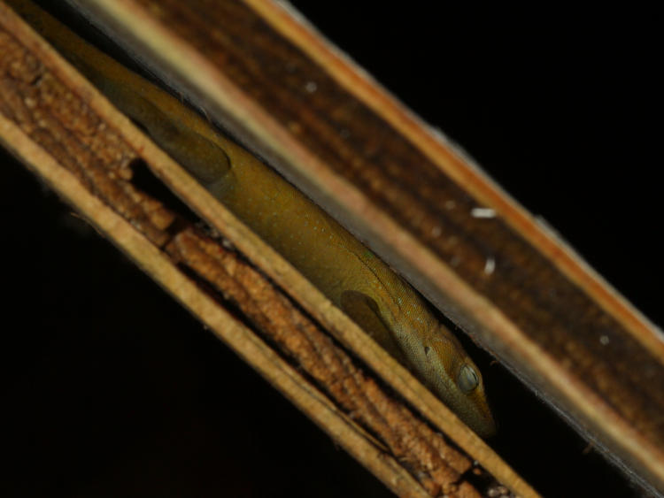 adult Carolina anole Anolis carolinensis sleeping between plywood planks