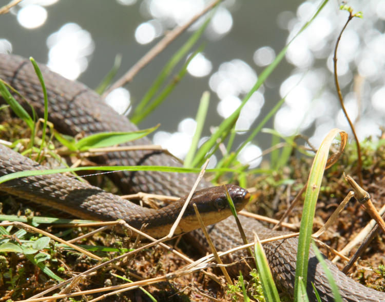 queen snake Regina septemvittata with water sparkles in background