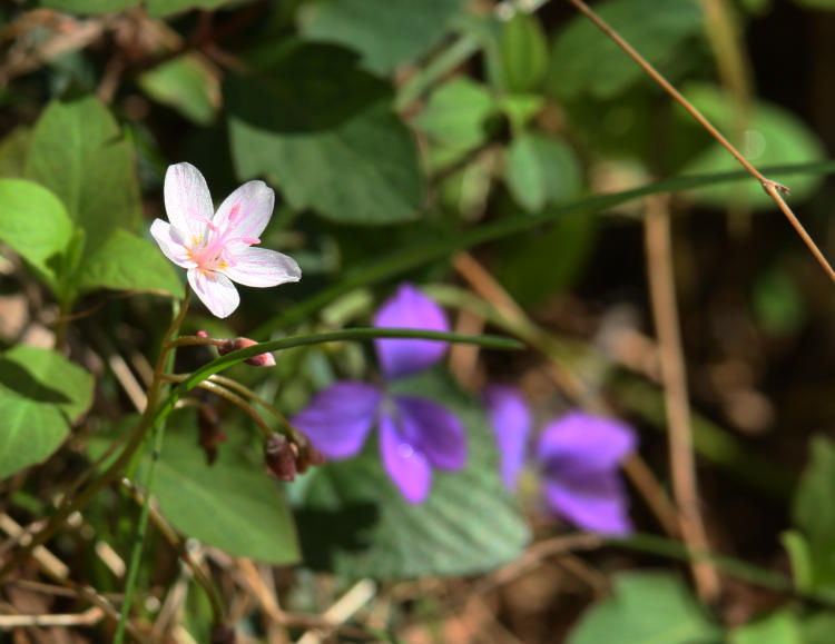 Virginia spring beauty Claytonia virginica and wild violet Viola papilionacea blooms peeking from ground clutter