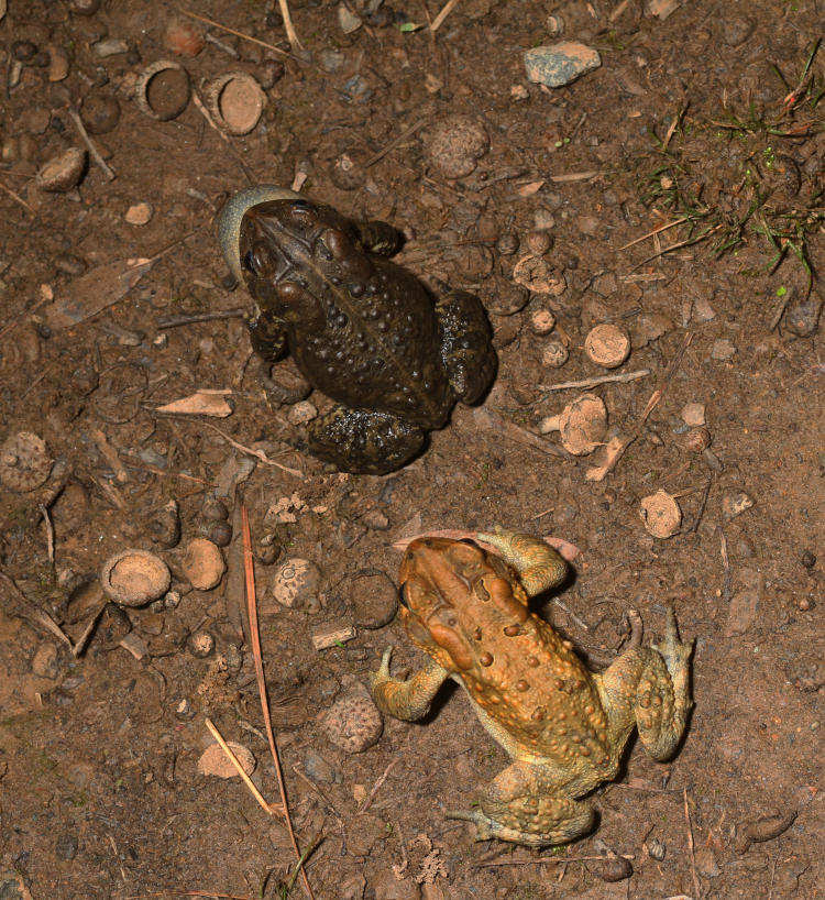 pair of American toads Anaxyrus americanus during courtship