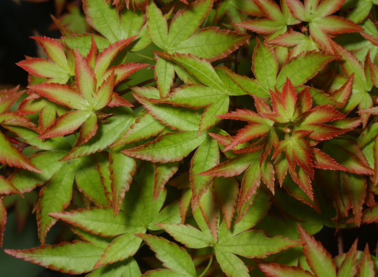 Japanese maple in new leaf detail