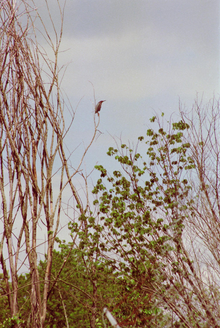 distant green heron Butorides virescens at top of branch