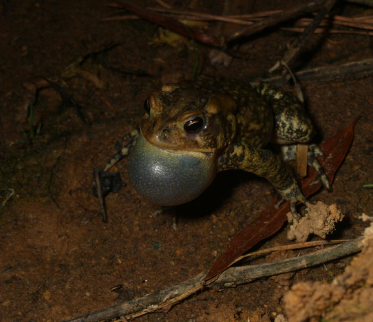 American toad Anaxyrus americanus calling