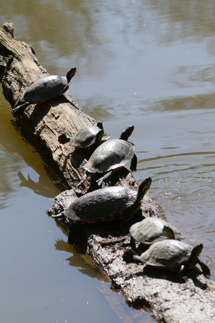 line of eastern river cooters Pseudemys concinna concinna crowding on a log