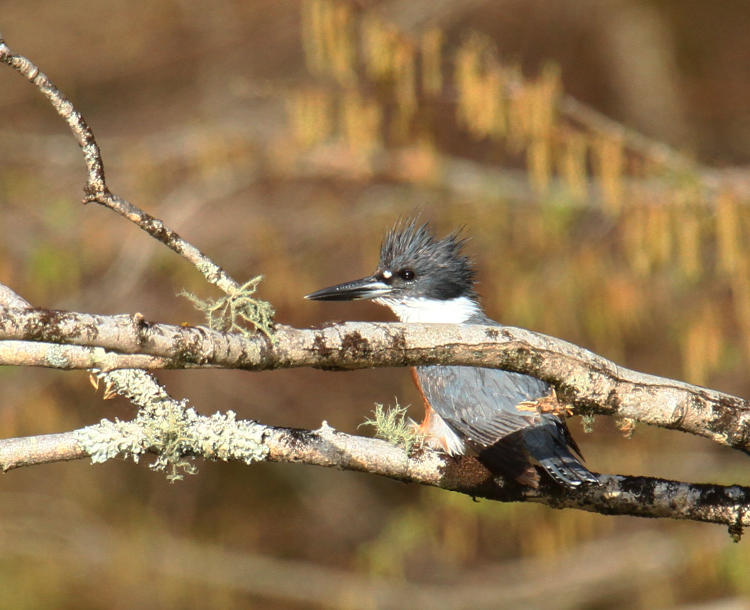 belted kingfisher Megaceryle alcyon perched on distant branch