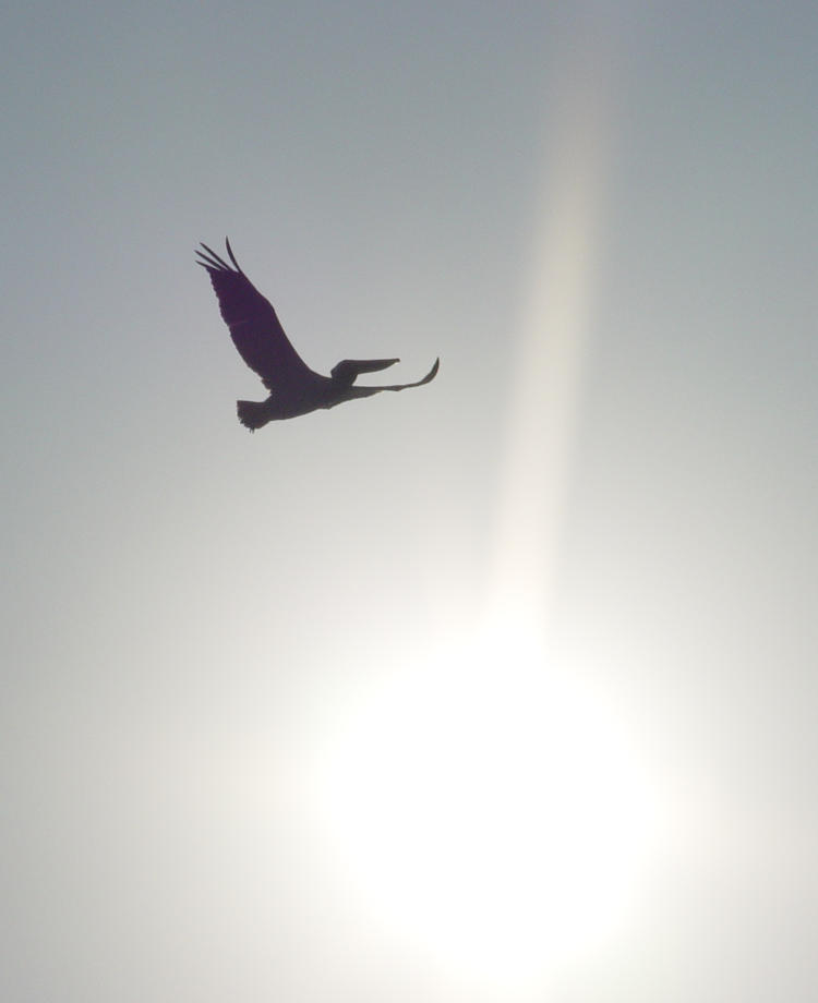 brown pelican Pelecanus occidentalis silhouetted in sky near sun