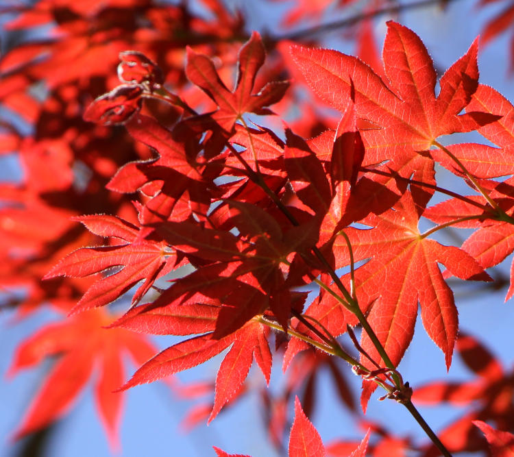 red Japanese maple leaves against blue sky