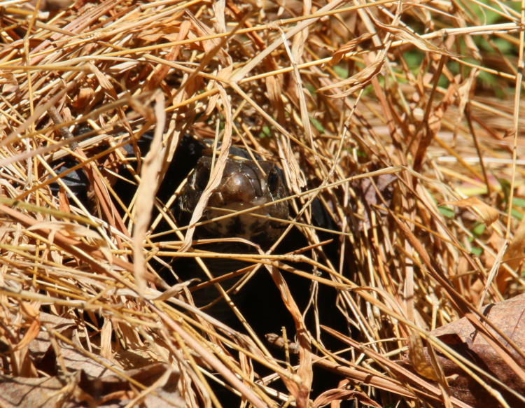 northern black racer Coluber constrictor constrictor peering from drainage pipe