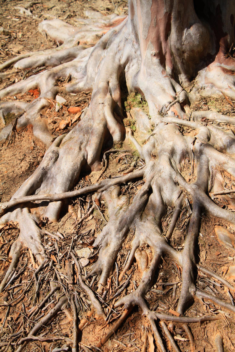 exposed tentacly roots of unidentified tree