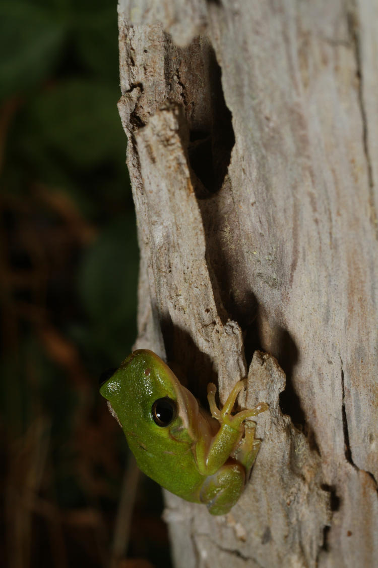 juvenile green treefrog Hyla cinerea on driftwood