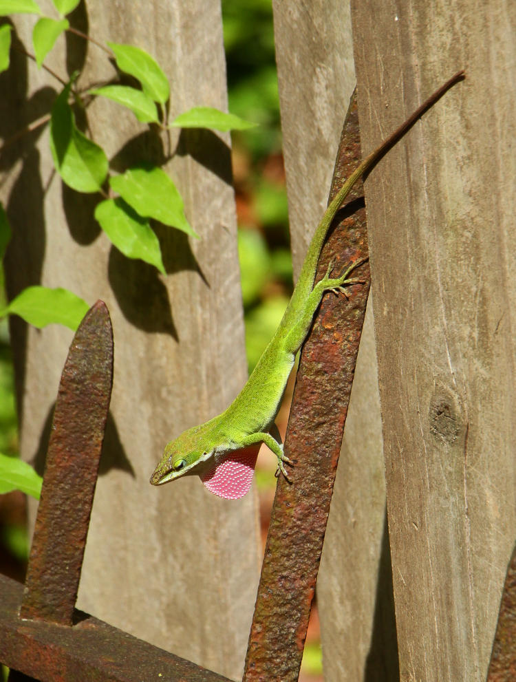 male Carolina anole Anolis carolinensis during courtship/breeding display showing pink dewlap