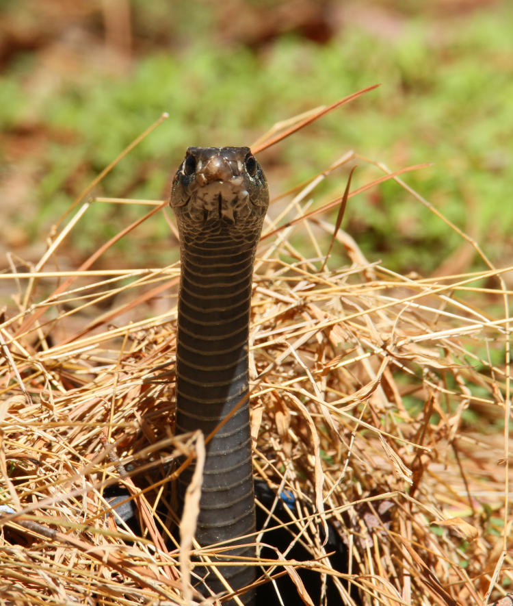 northern black racer Coluber constrictor constrictor with head well raised from grasses