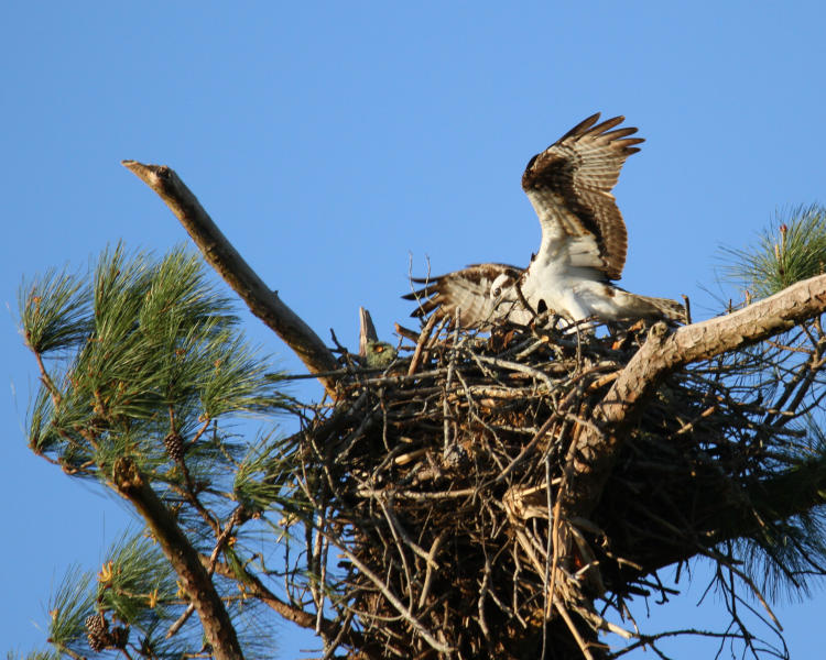 osprey Pandion haliaetus arranging nest material