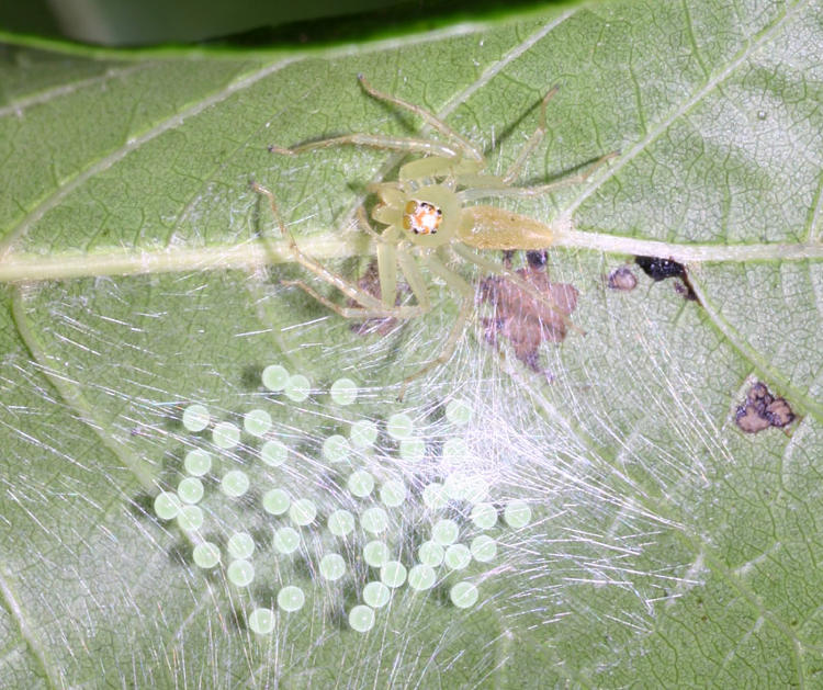 adult female magnolia green jumping spider Lyssomanes viridis with egg cluster on underside of leaf