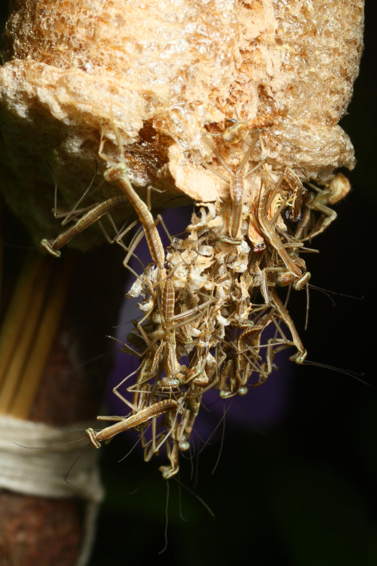 newborn Chinese mantids Tenodera sinensis still hanging from ootheca egg case