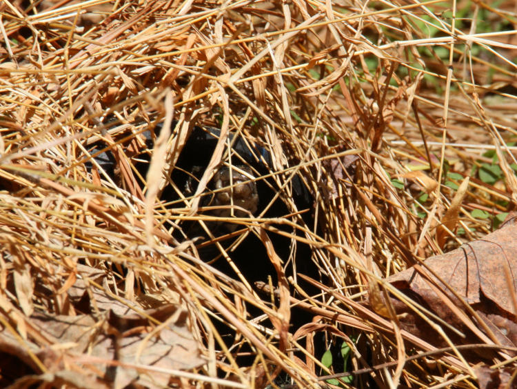 northern black racer Coluber constrictor constrictor barely visible behind grasses