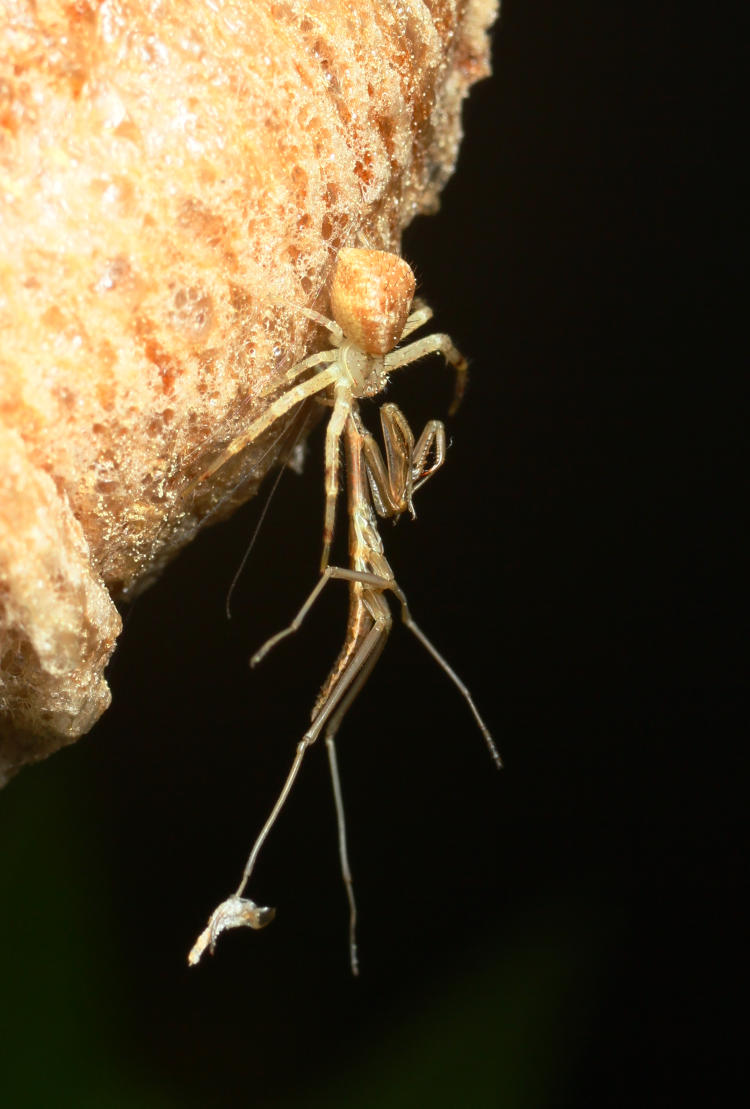 unidentified crab spider Thomisidae making off with incapacitated newborn Chinese mantis Tenodera sinensis