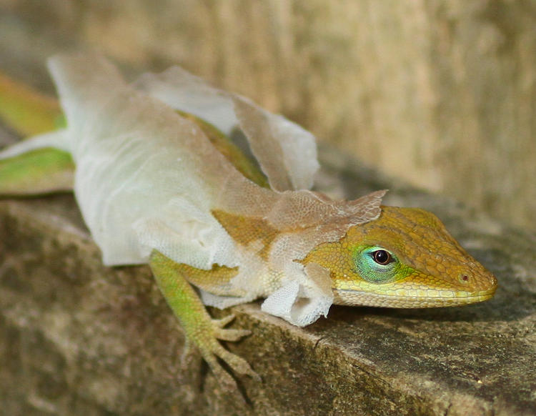 Carolina anole Anolis carolinensis shedding skin on fence